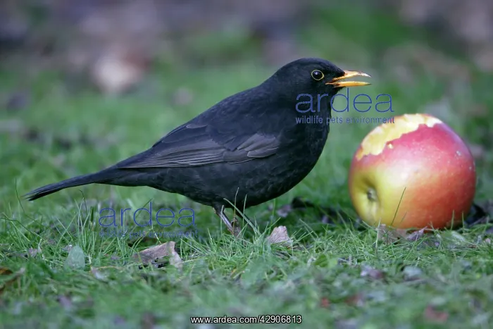 : Blackbird - Male eating apple in garden, late winter : Blackbird - Male eating apple in garden, late winter