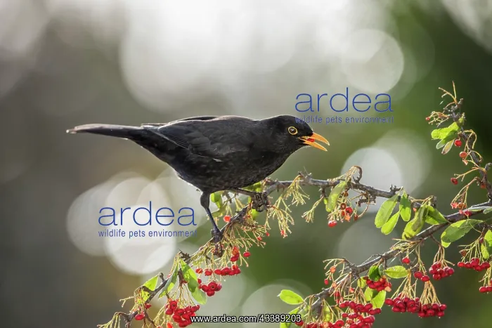 : Blackbird - Male - Eating Berries - UK : Blackbird - Male - Eating Berries - UK