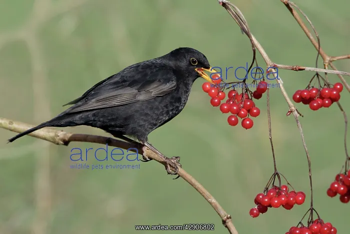 : Blackbird - Male eating berrries of Geulder Rose : Blackbird - Male eating berrries of Geulder Rose