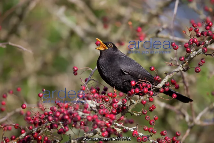: Blackbird male eating Hawthorn Berries : Blackbird male eating Hawthorn Berries