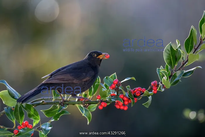: Blackbird - Male - Eating Holly Berry - UK : Blackbird - Male - Eating Holly Berry - UK