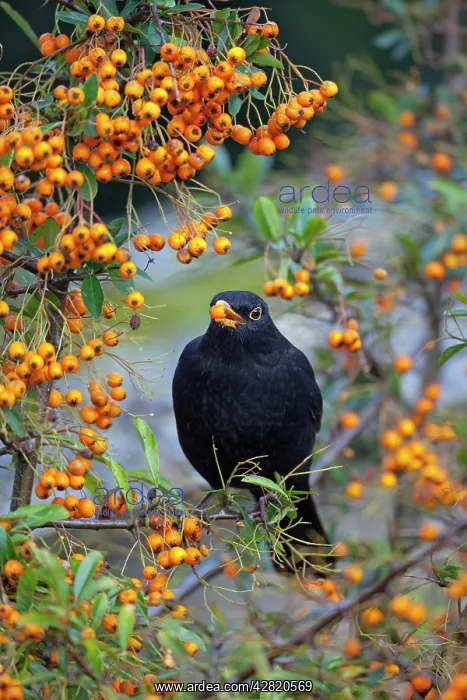 : Blackbird - male eating Pyracantha Berries : Blackbird - male eating Pyracantha Berries