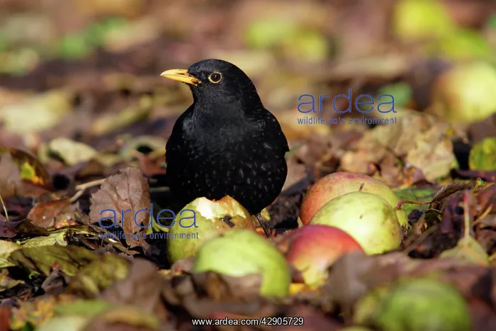  : Blackbird - Male feeding on apples in orchard