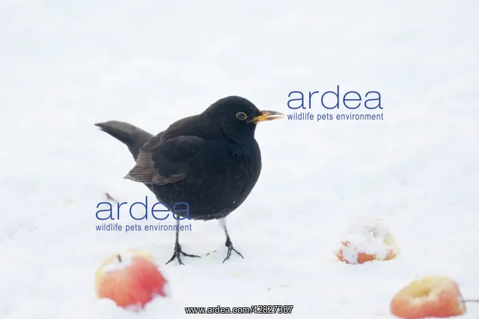 : Blackbird - male - feeding on apples in snow : Blackbird - male - feeding on apples in snow