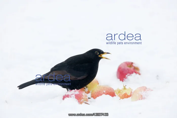 : Blackbird - male feeding on apples in snow : Blackbird - male feeding on apples in snow