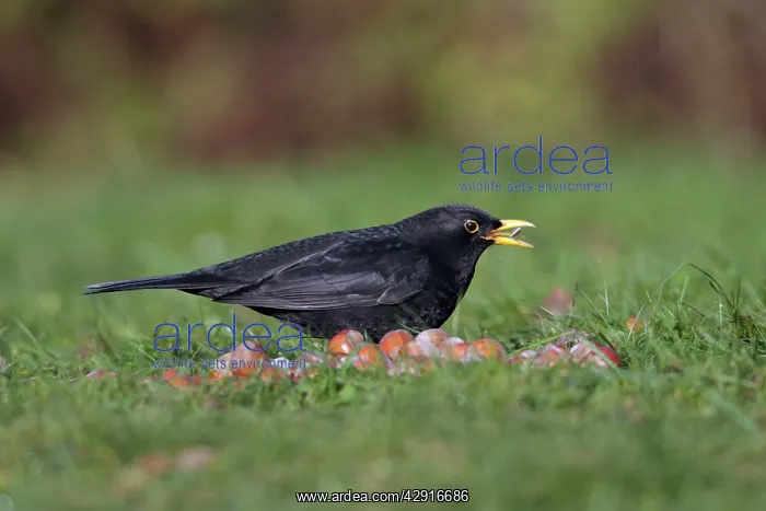 : Blackbird - male feeding on bird food in garden, winter : Blackbird - male feeding on bird food in garden, winter