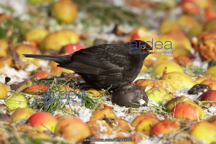 : Blackbird - male feeding on fallen apples, in winter : Blackbird - male feeding on fallen apples, in winter