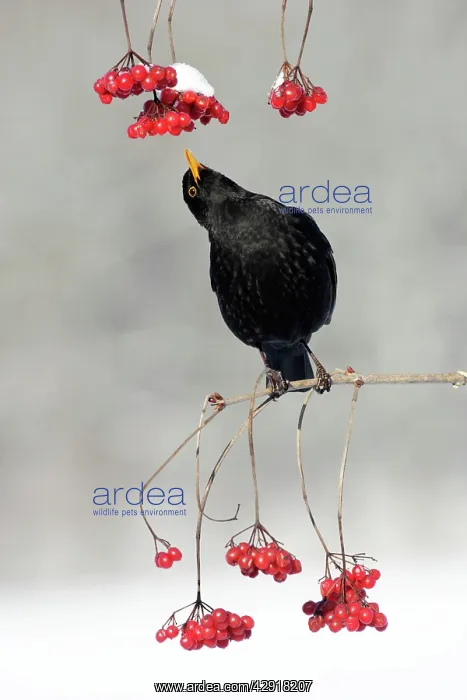 : Blackbird - male feeding on Guelder Rose berries in winter : Blackbird - male feeding on Guelder Rose berries in winter
