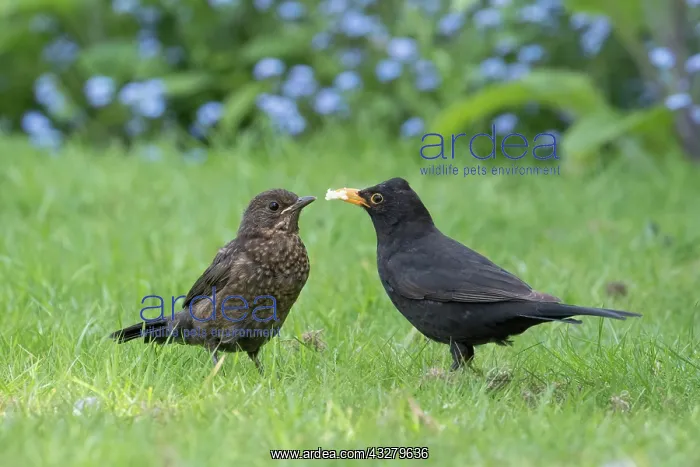  : Blackbird - male feeding juvenile on lawn