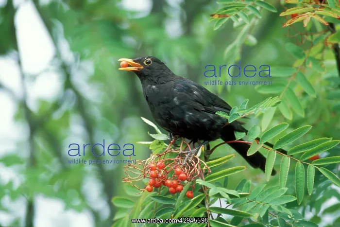 : Blackbird - male feeding on Rowan berries : Blackbird - male feeding on Rowan berries
