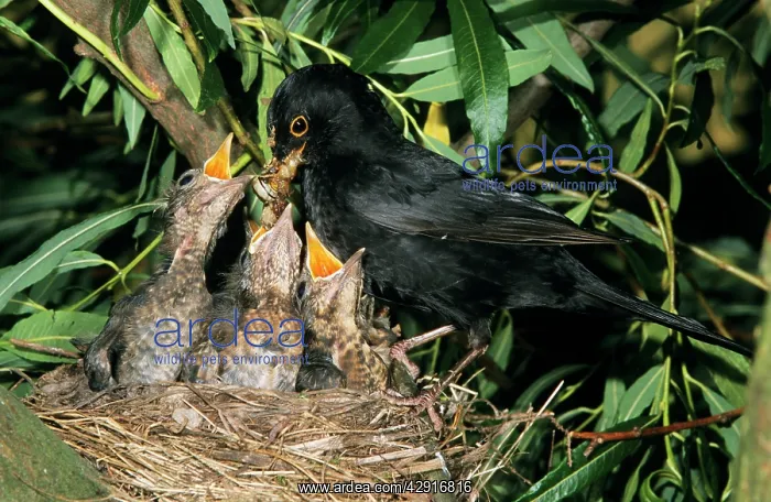 : BLACKBIRD - male feeding young at nest : BLACKBIRD - male feeding young at nest
