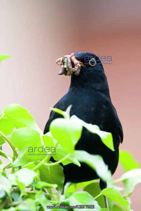 : Blackbird - Male on fencepost with red brick house : Blackbird - Male on fencepost with red brick house