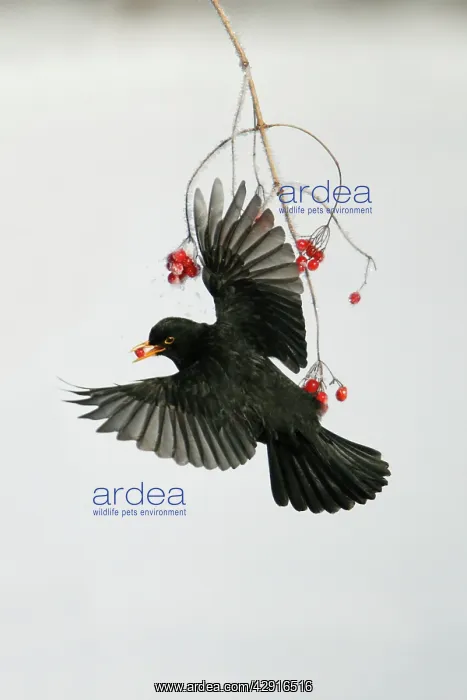 : Blackbird - Male in flight feeding on Guelder Rose : Blackbird - Male in flight feeding on Guelder Rose