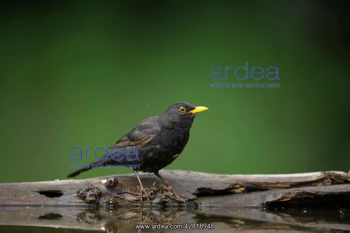  : Blackbird - Male at forest drinking pool