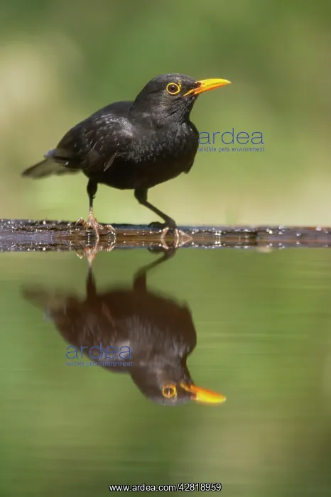 : Blackbird - Male at forest drinking pool : Blackbird - Male at forest drinking pool