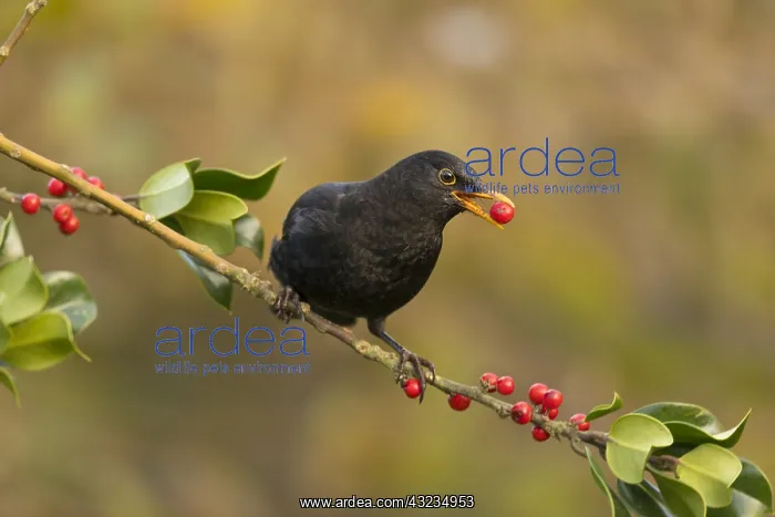 : Blackbird - Male - on Holly - Cornwall - UK : Blackbird - Male - on Holly - Cornwall - UK