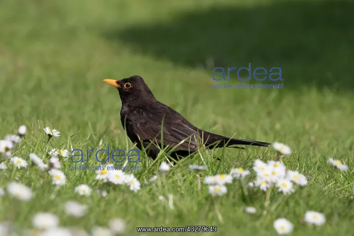 : Blackbird - male on lawn with diasies : Blackbird - male on lawn with diasies