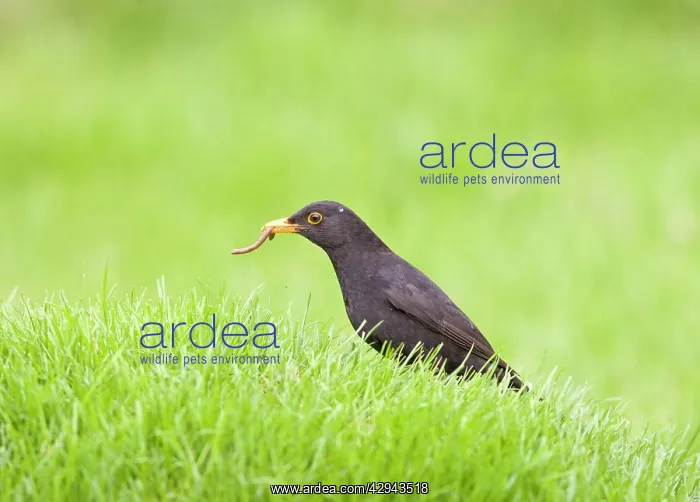 : Blackbird - male on lawn with worm : Blackbird - male on lawn with worm
