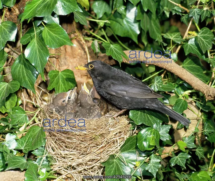 : Blackbird - male with nest of young : Blackbird - male with nest of young