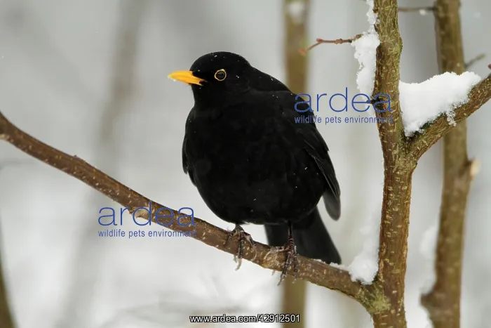 : Blackbird - male perched on branch in winter : Blackbird - male perched on branch in winter