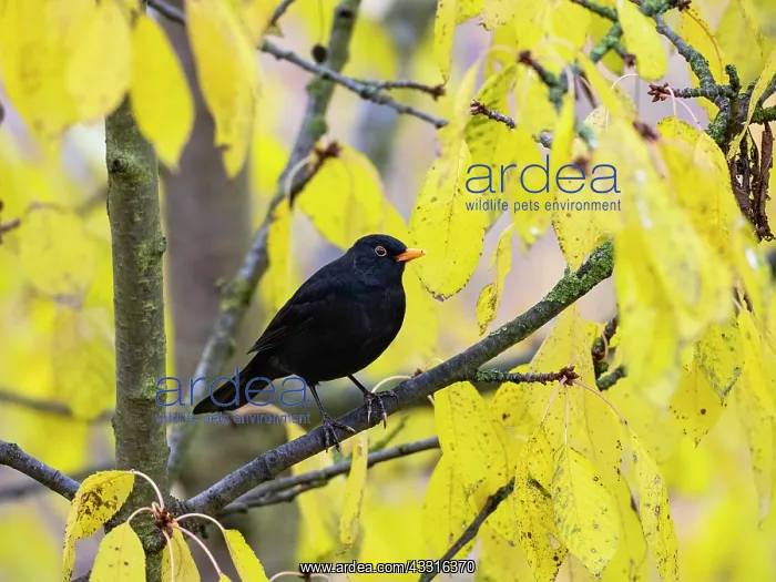 : Blackbird - male perched in Cherry tree, in autumn : Blackbird - male perched in Cherry tree, in autumn