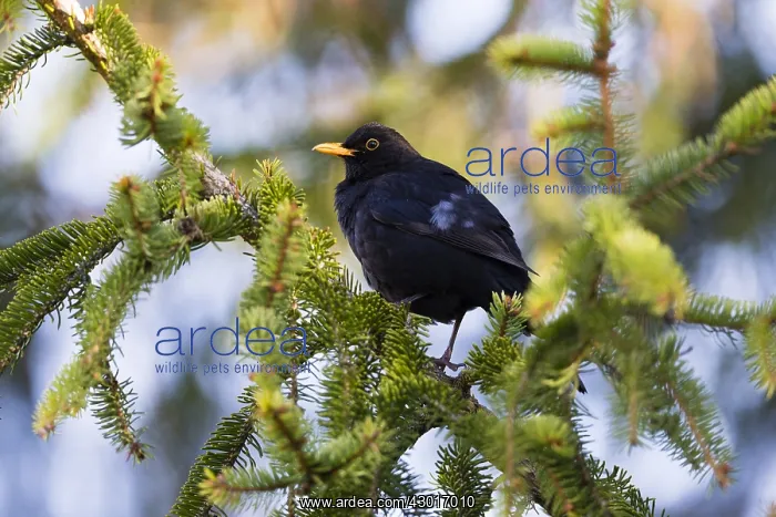 : Blackbird - male perched in fir tree, with several : Blackbird - male perched in fir tree, with several
