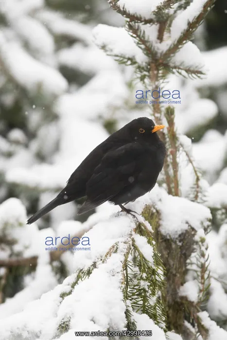: Blackbird - male perched in snow covered fir tree : Blackbird - male perched in snow covered fir tree