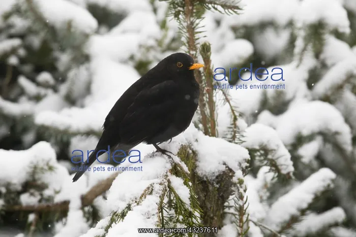 : Blackbird - male perched in snow covered fir tree : Blackbird - male perched in snow covered fir tree