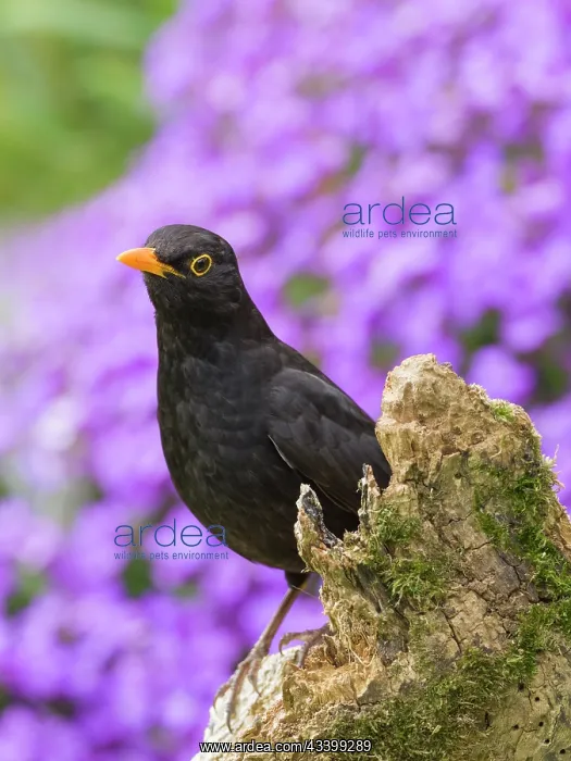 : Blackbird - male perched on wooden stump with Aubrieta behin : Blackbird - male perched on wooden stump with Aubrieta behin
