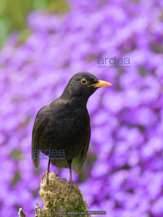 : Blackbird - male perched on wooden stump with Aubrieta behin : Blackbird - male perched on wooden stump with Aubrieta behin