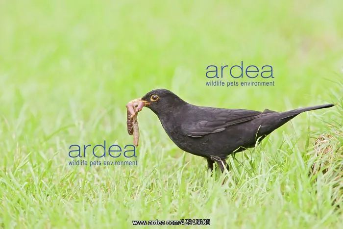 : Blackbird - male pulling worm : Blackbird - male pulling worm
