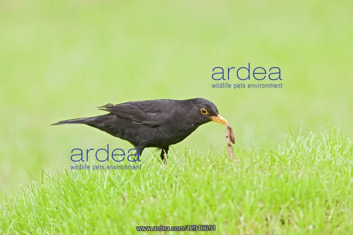 : Blackbird - male pulling worm : Blackbird - male pulling worm
