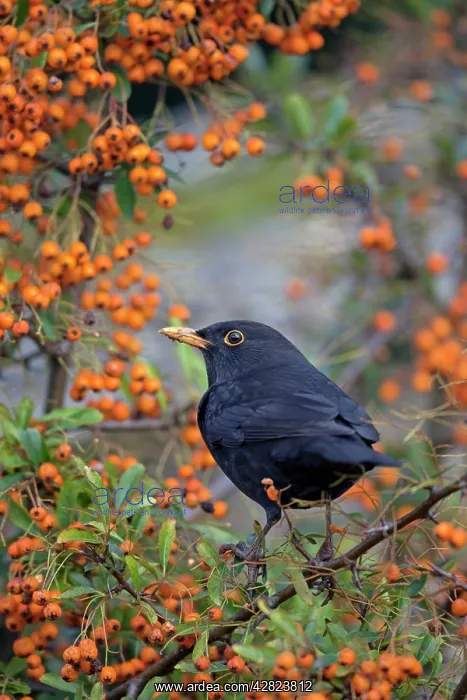 : Blackbird - male - in pyracantha bush : Blackbird - male - in pyracantha bush
