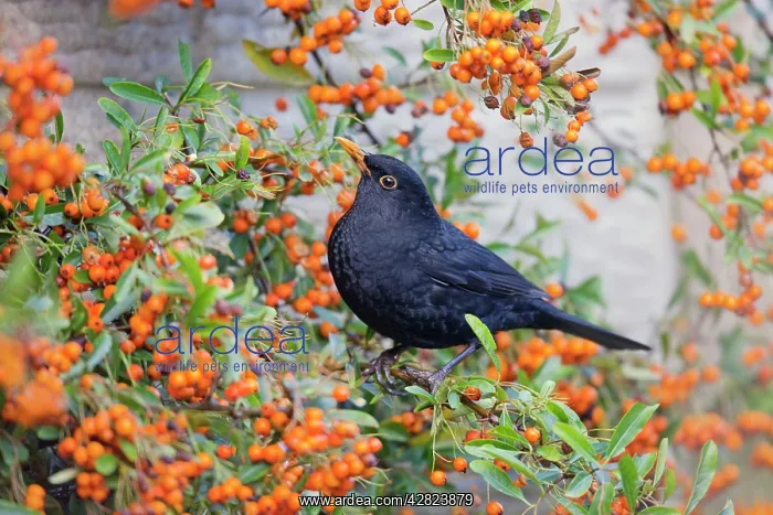 : Blackbird - male - in pyracantha bush - winter : Blackbird - male - in pyracantha bush - winter