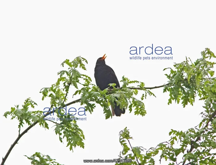  : Blackbird - male singing