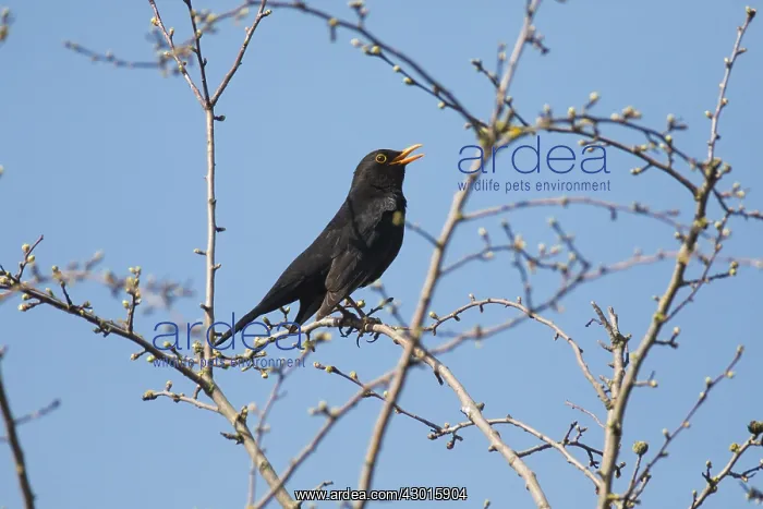 : Blackbird - male singing in spring, North Hessen, Germany : Blackbird - male singing in spring, North Hessen, Germany