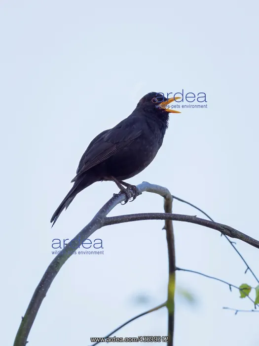 : Blackbird - male singing from tree branch : Blackbird - male singing from tree branch