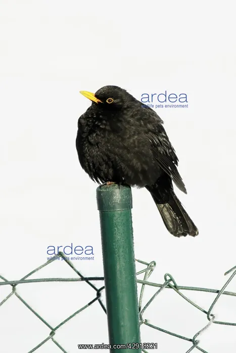 : Blackbird - male sitting on garden fence post in winter : Blackbird - male sitting on garden fence post in winter