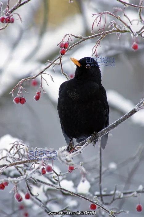 : Blackbird - Male sitting in hawthorn bush in winter : Blackbird - Male sitting in hawthorn bush in winter
