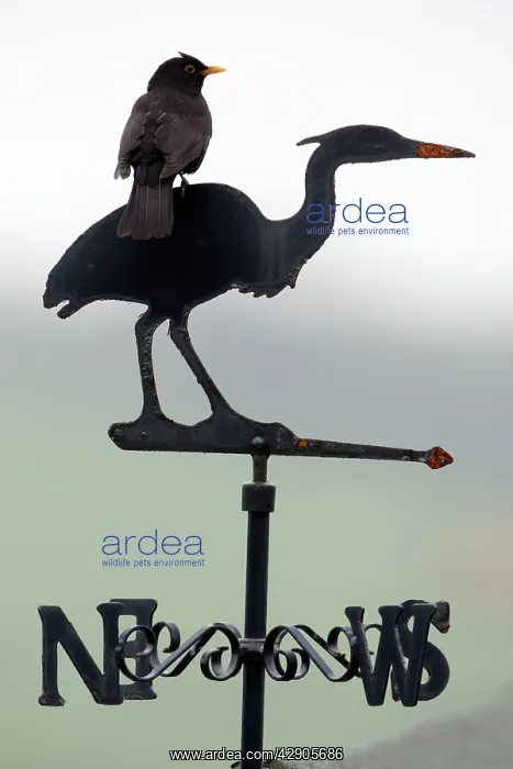: Blackbird - Male sitting on 'Heron' weather-vane : Blackbird - Male sitting on 'Heron' weather-vane