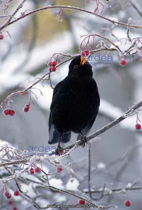 : Blackbird - Male, sitting in snow covered hawthorn : Blackbird - Male, sitting in snow covered hawthorn