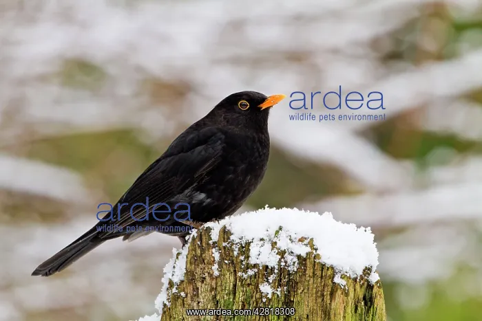: Blackbird - male on snowy post : Blackbird - male on snowy post