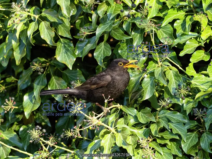 : Blackbird - male about to swallow Common Ivy (Hedera : Blackbird - male about to swallow Common Ivy (Hedera