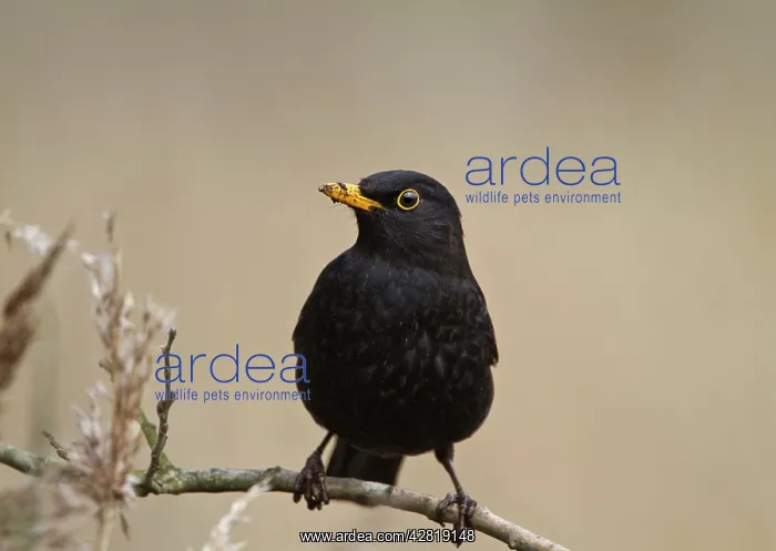 : Blackbird - male on twig : Blackbird - male on twig