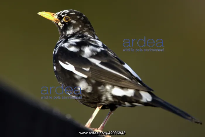 : Blackbird - male with white feathers, partially albino : Blackbird - male with white feathers, partially albino