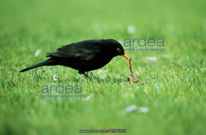: BLACKBIRD - male with worm : BLACKBIRD - male with worm
