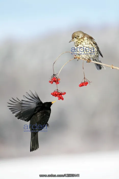 : Blackbird - With Mistle Thrush (Turdus viscivorus) : Blackbird - With Mistle Thrush (Turdus viscivorus)