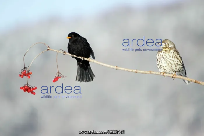 : Blackbird - With Mistle Thrush (Turdus viscivorus) : Blackbird - With Mistle Thrush (Turdus viscivorus)