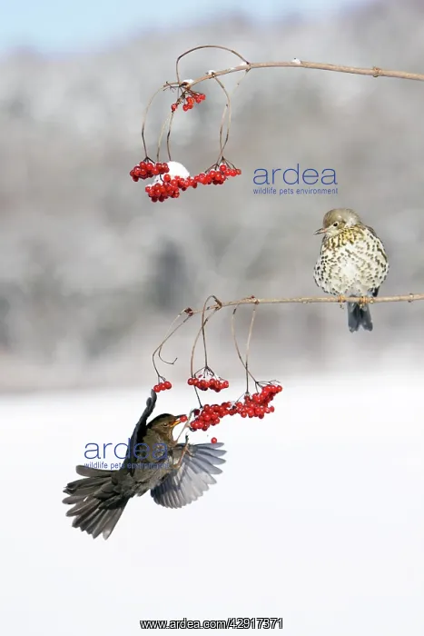 : Blackbird - and Mistle Thrush (Turdus viscivorus) : Blackbird - and Mistle Thrush (Turdus viscivorus)