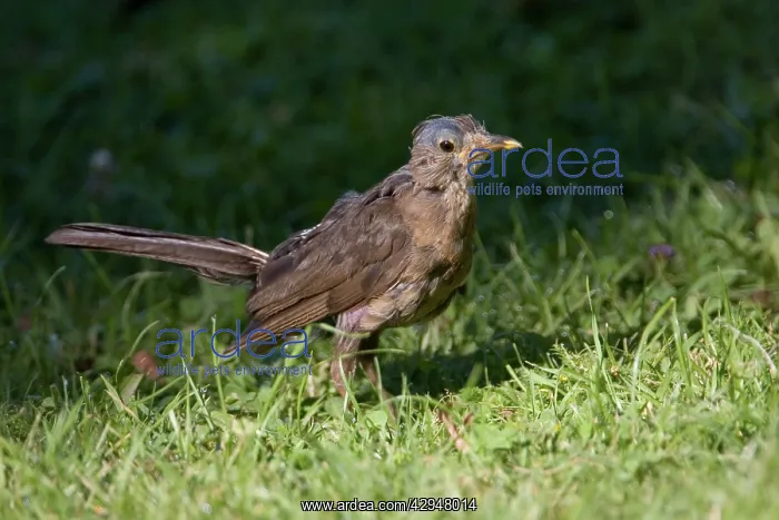: Blackbird moulting and scruffy : Blackbird moulting and scruffy